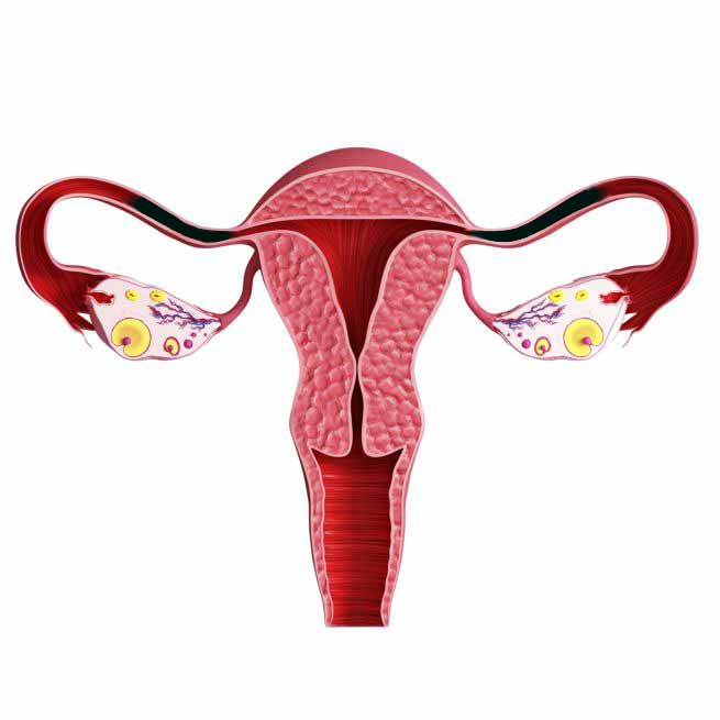 infertilità femminile luigi fasolino